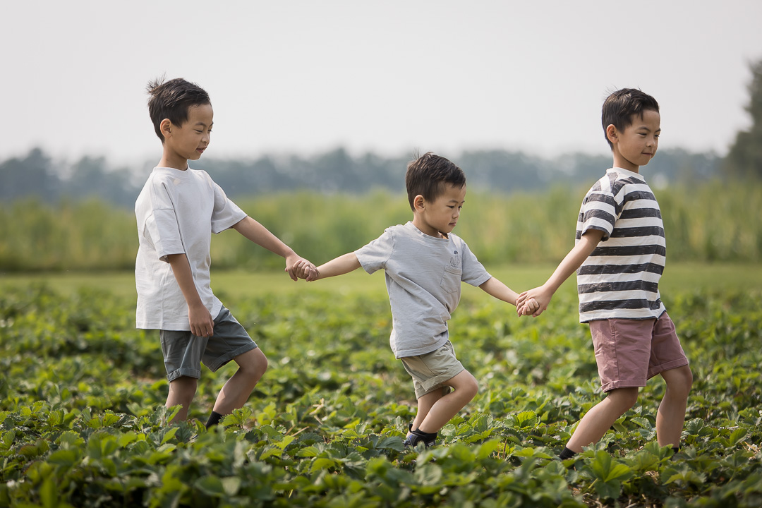Boys holding hands & walking through strawberry field Boys picking strawberries in the field during family photo session by Paper Bunny Studios Edmonton