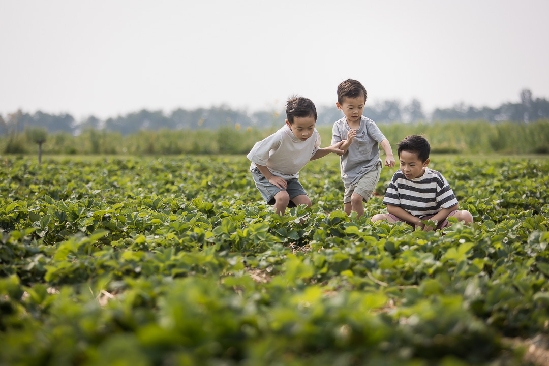 Boys picking strawberries in the field during family photo session by Paper Bunny Studios Edmonton