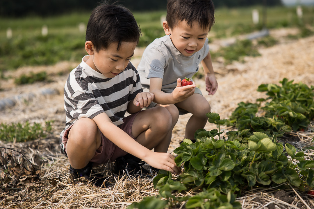 Boys picking strawberries during family photo session by Paper Bunny Studios Edmonton