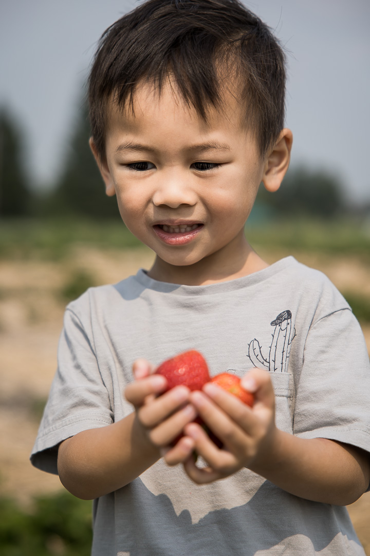 Documentary family photography showing youngest son with fistfuls of strawberries by Paper Bunny Studios Edmonton