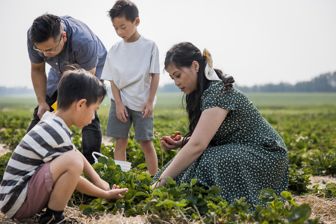 Strawberry Picking