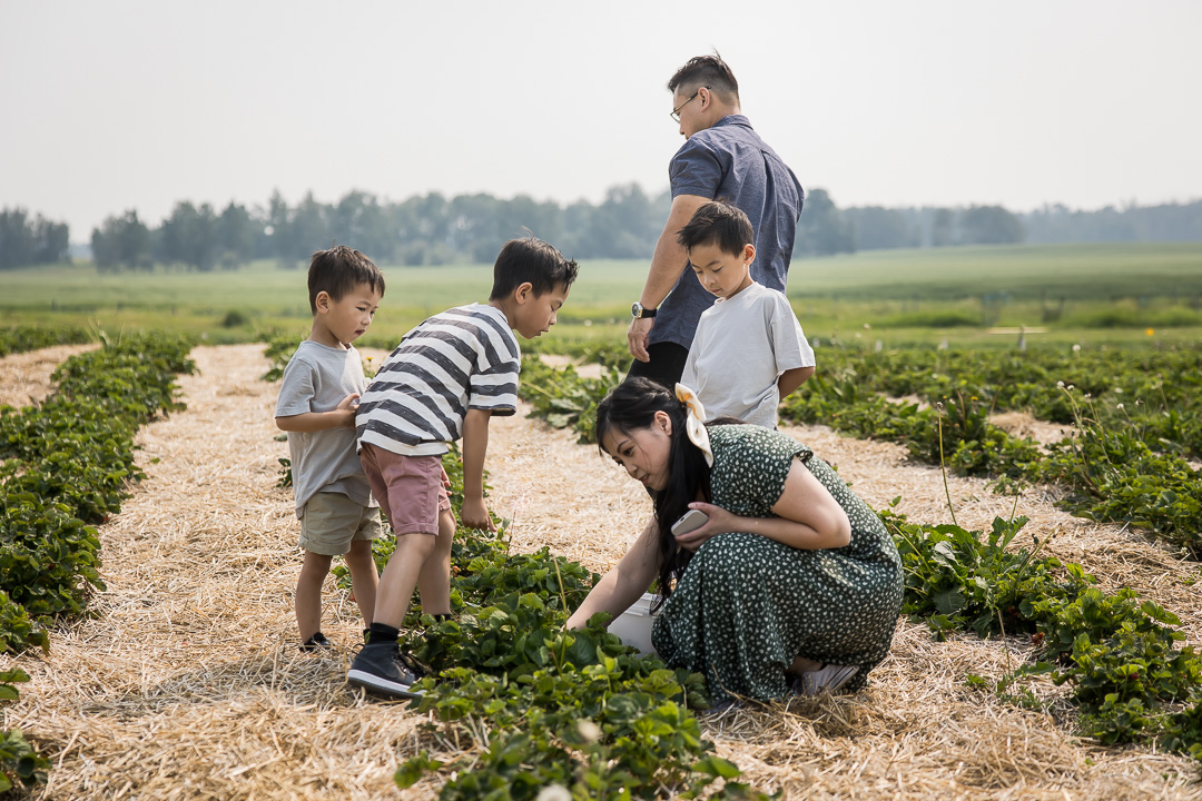 Documentary family photography showing family picking strawberries by Paper Bunny Studios