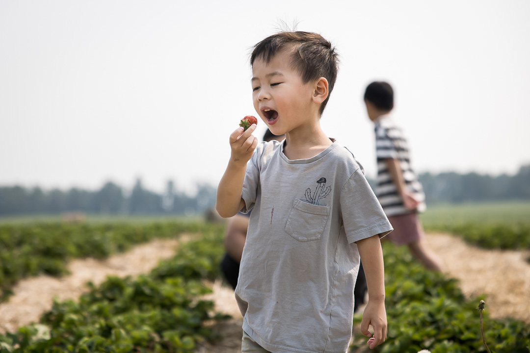 Son about to eat a strawberry during family photo session by Paper Bunny Studios Edmonton