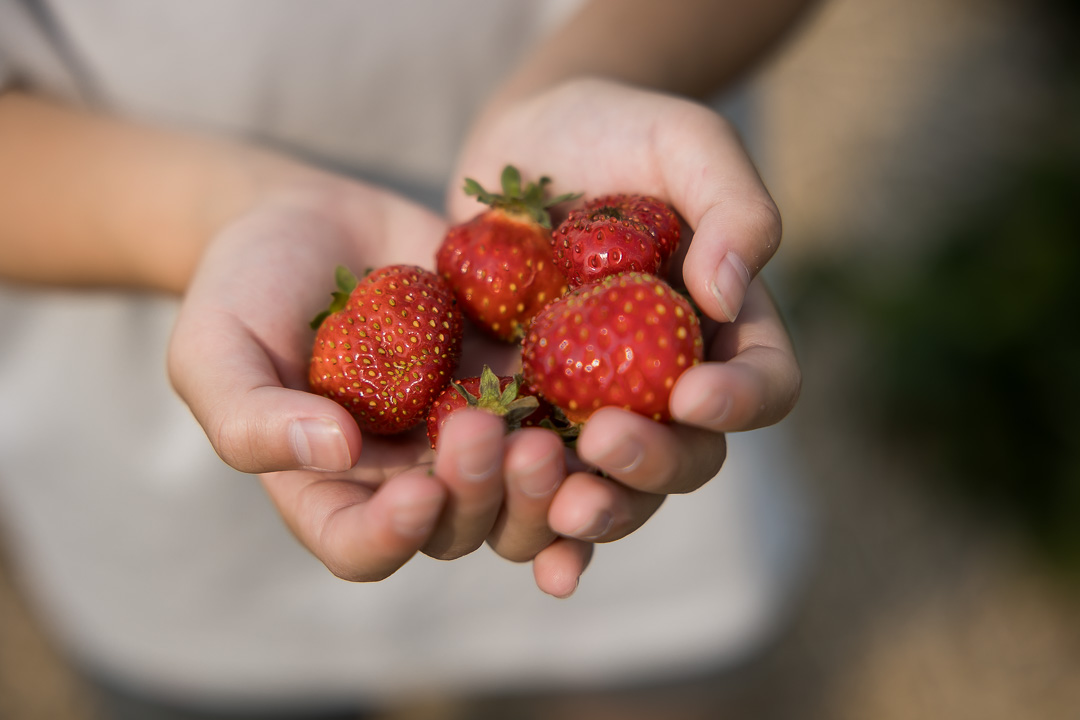 Close up of handpicked strawberries during family photo session by Paper Bunny Studios Edmonton