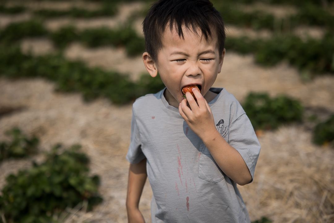 Son eating a freshly picked strawberry during family photo session by Paper Bunny Studios Edmonton