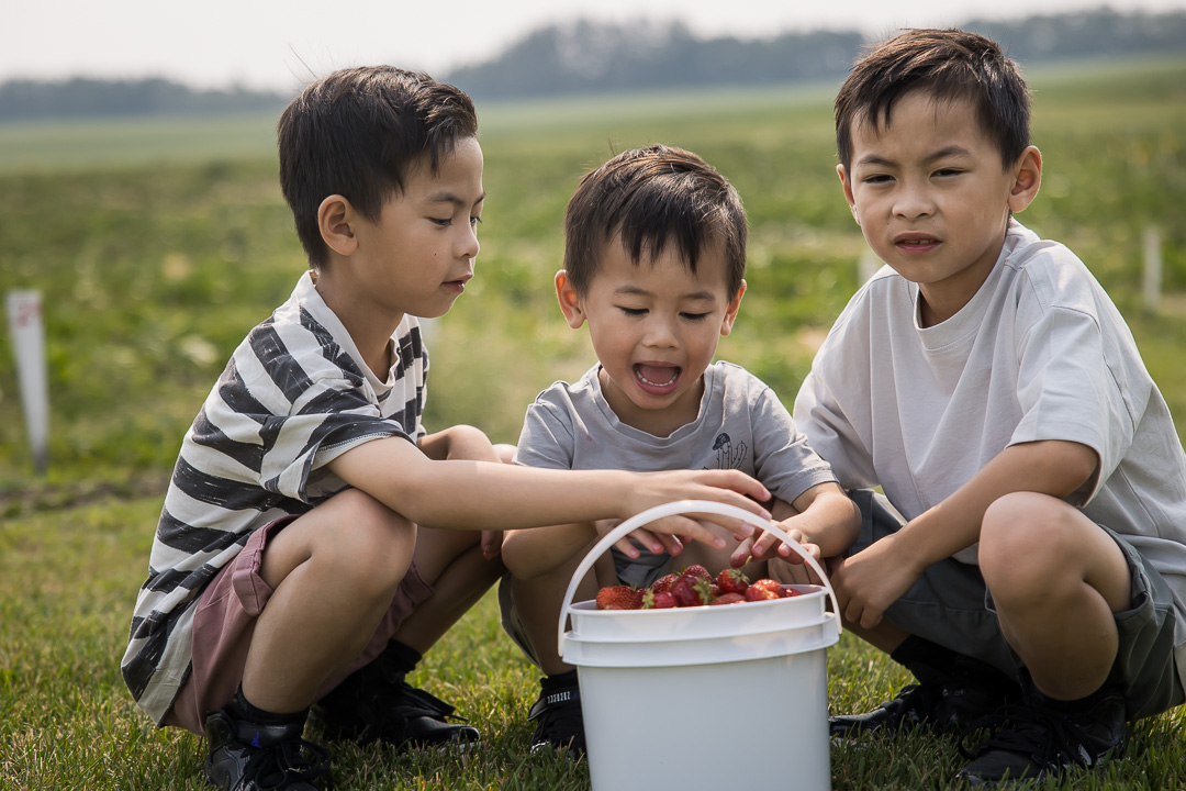 Documentary family photography in strawberry fields showing all 3 sons with their bucket of strawberries by Edmonton family photographer Paper Bunny Studios