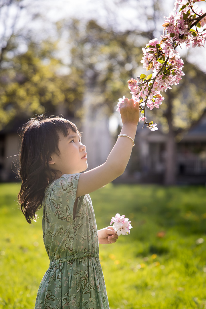 Young girl picking cherry blossoms in Edmonton by Paper Bunny Studios