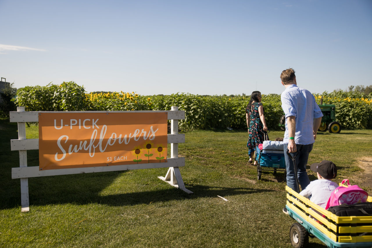 Edmonton corn maze family photography- sunflower field