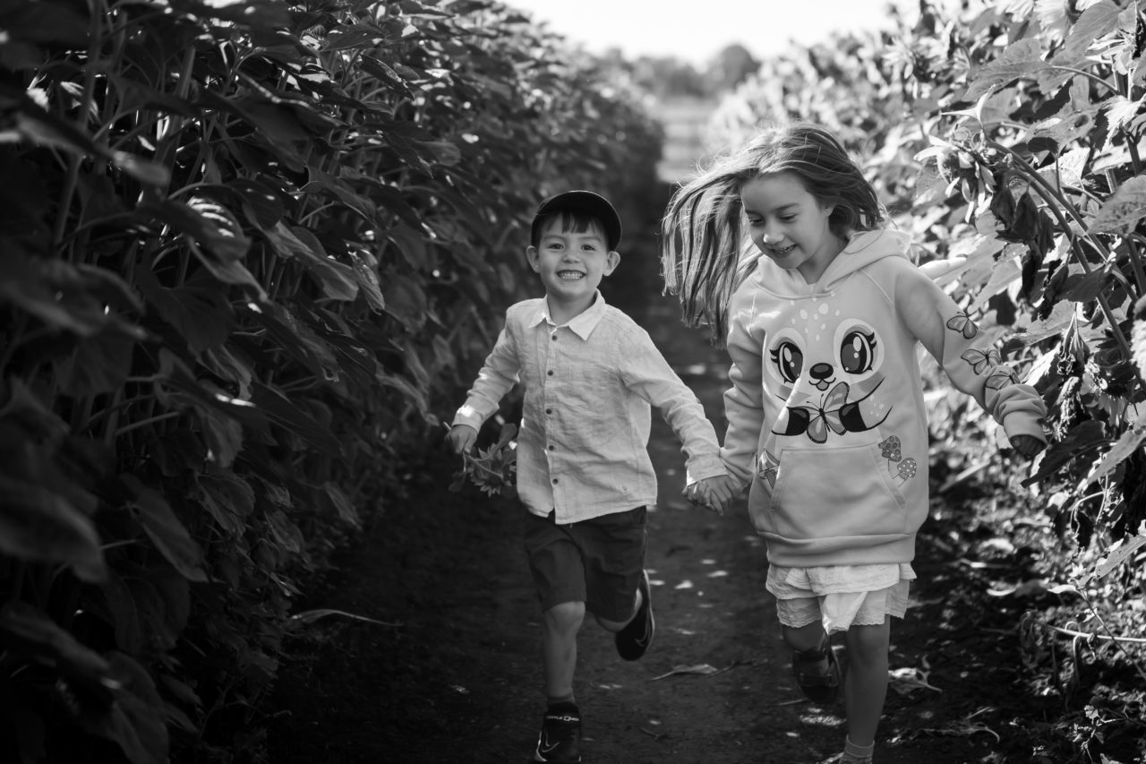 Edmonton corn maze family photography- siblings running through sunflower field