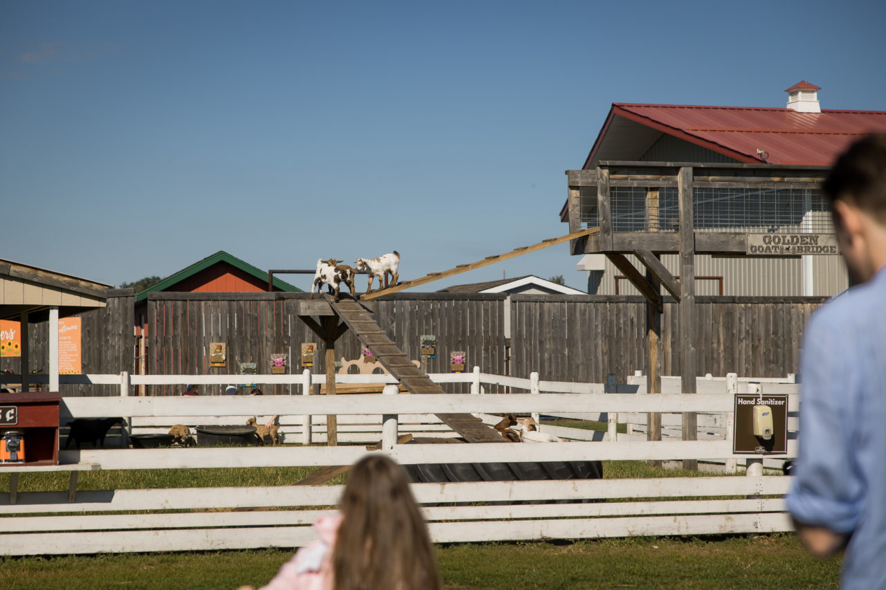 Edmonton corn maze family photography by Paper Bunny Studios - watching the goats