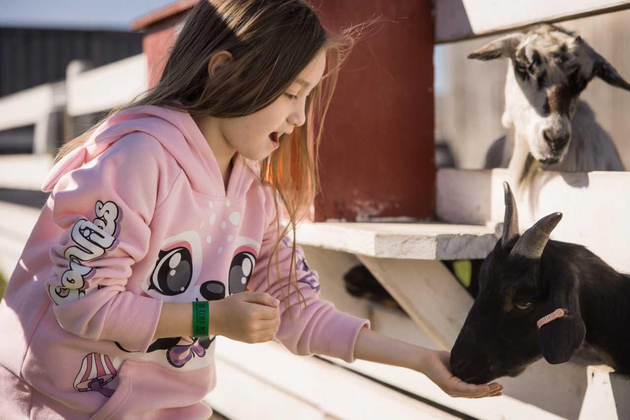 Edmonton corn maze family photography by Paper Bunny Studios - girl feeding goats