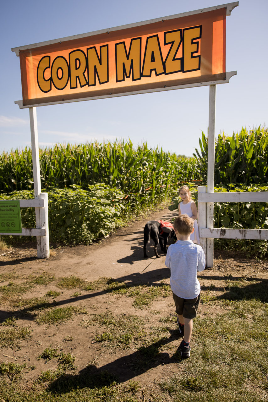 Edmonton corn maze family photography by Paper Bunny Studios - kids about to enter corn maze