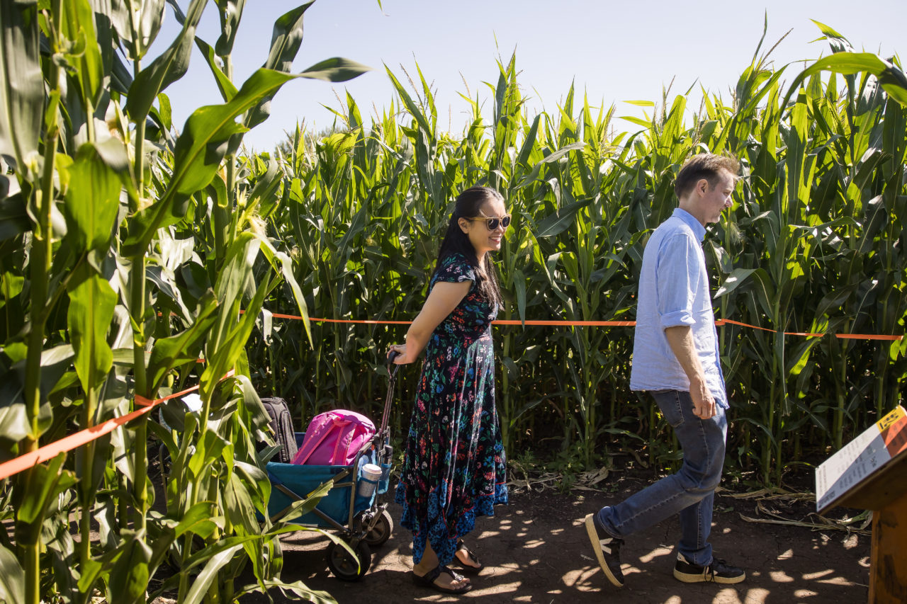 Edmonton corn maze outdoor family photography by Paper Bunny Studios - going through corn maze