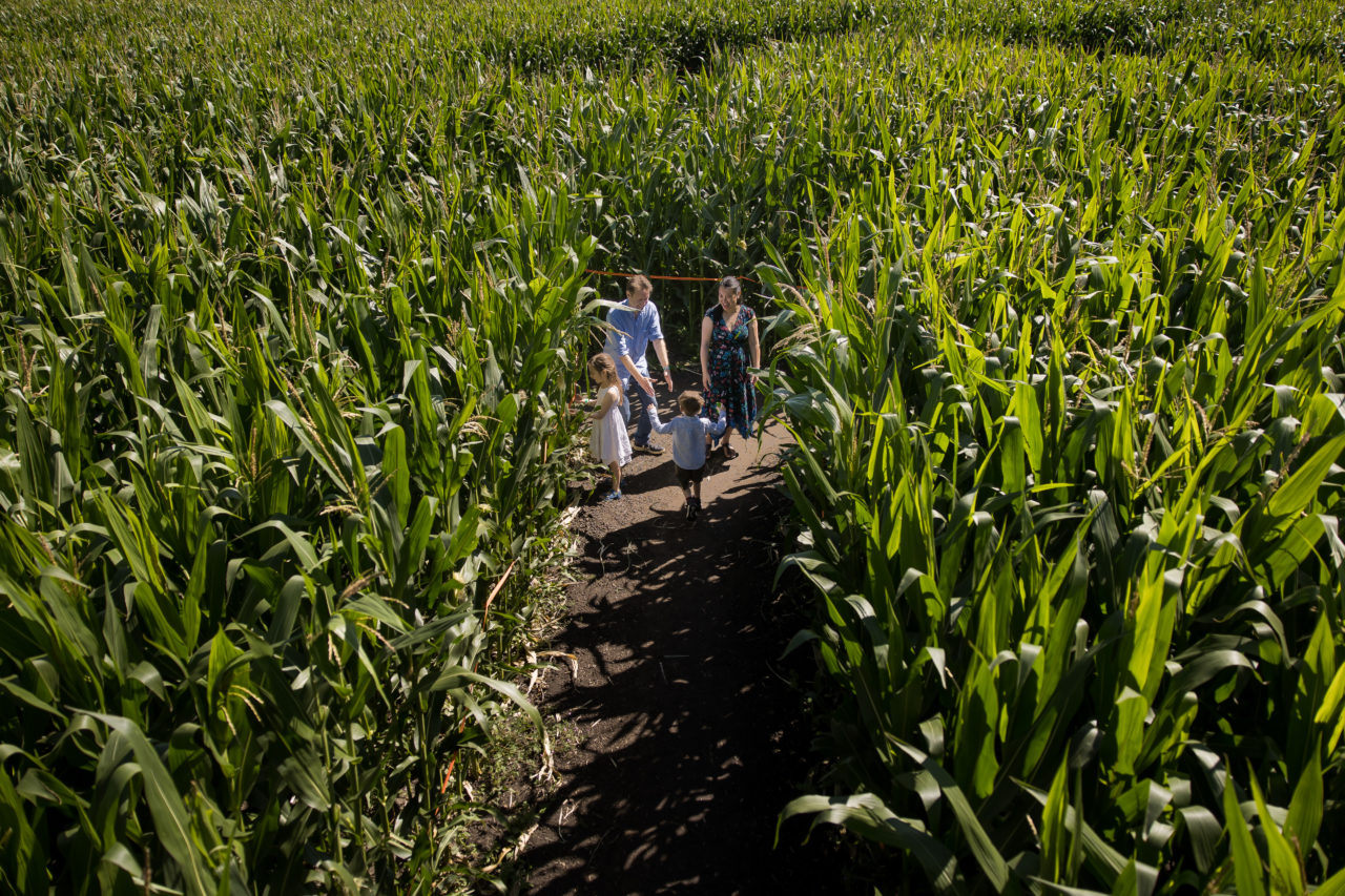 Edmonton corn maze family photography by Paper Bunny Studios - aerial view