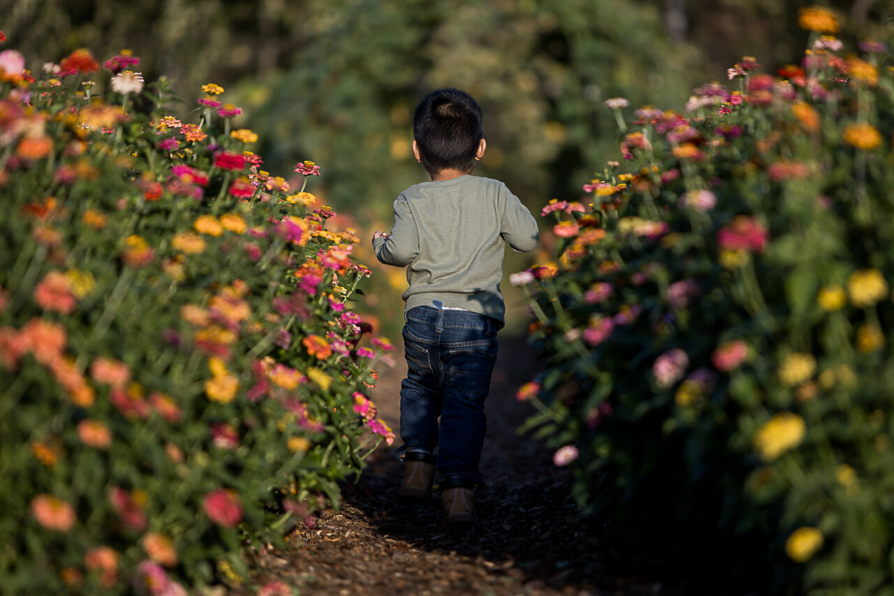 Documentary outdoor fall family photo of little boy going through a field of flowers by Edmonton family photographer Paper Bunny Studios