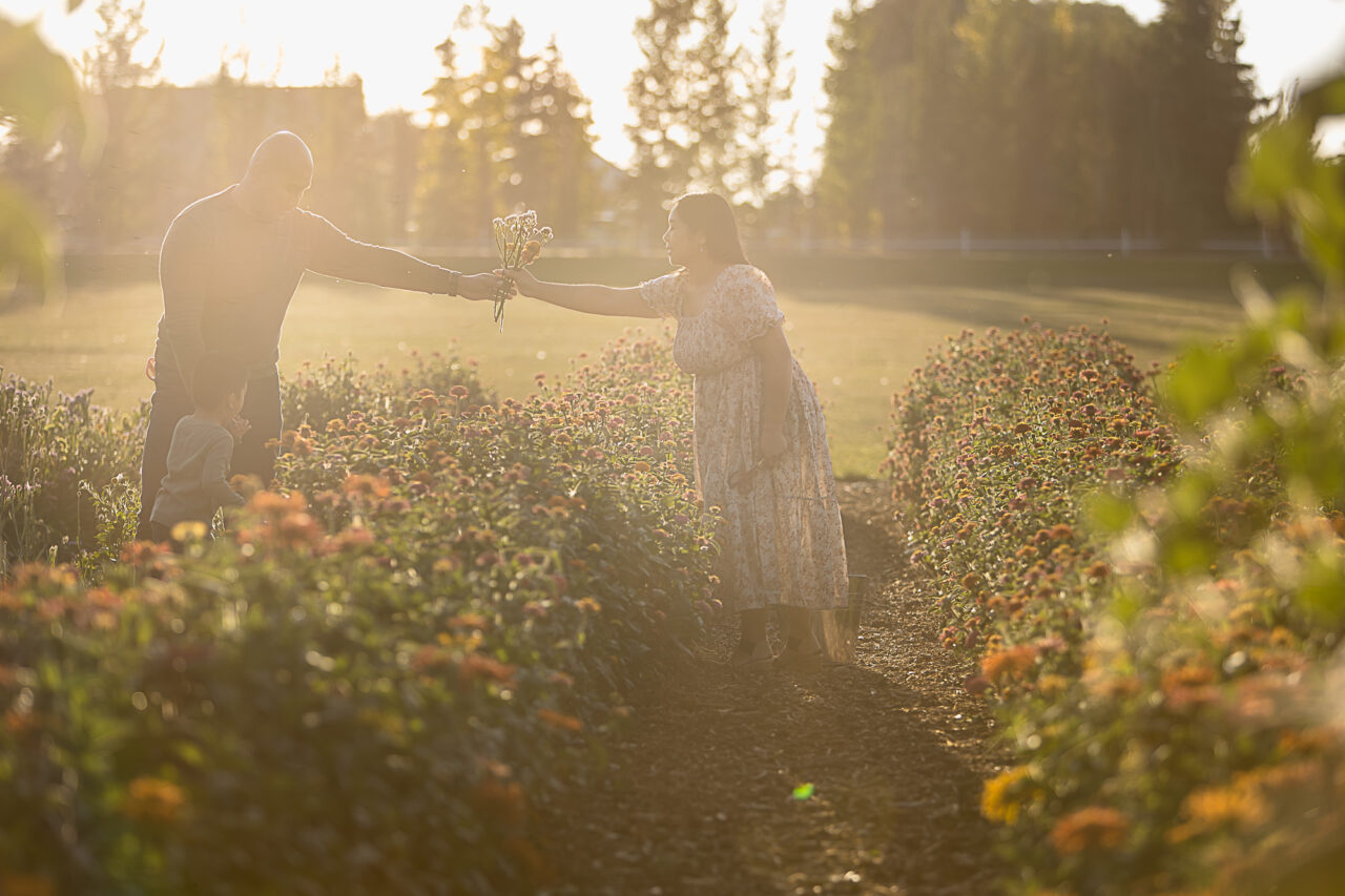 Mom & dad picking flowers at golden hour by Edmonton family photographer Paper Bunny Studios