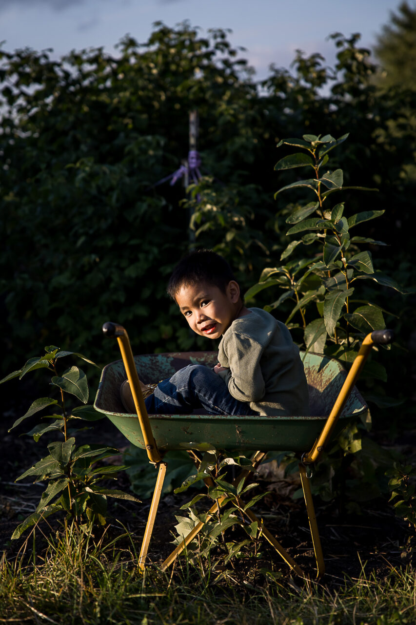 Little boy in a wheelbarrow by Edmonton family photographer Paper Bunny Studios