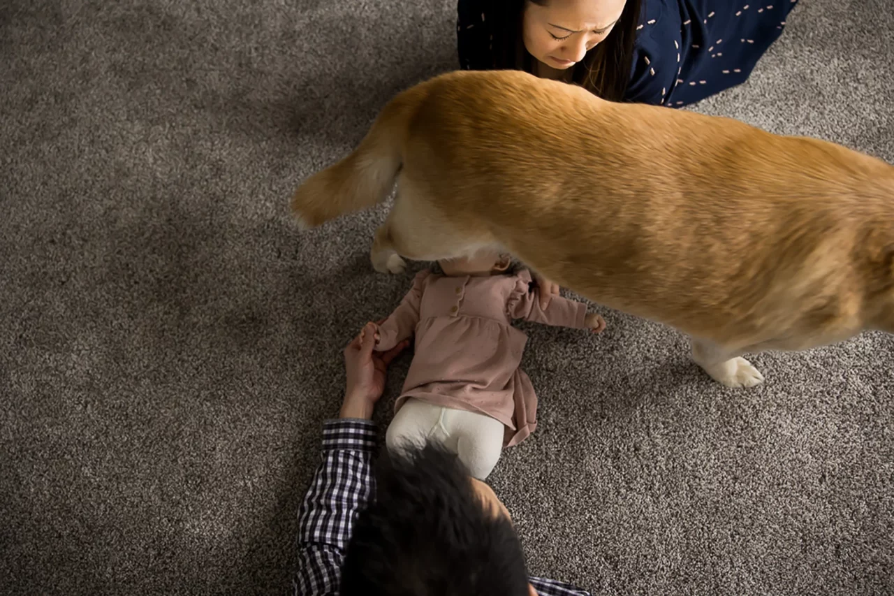 Dog stepping over baby during Newborn baby photos by Paper Bunny Studios Edmonton